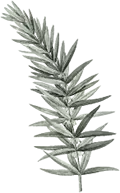 Ornament Daun