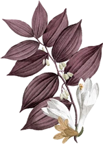 Botanical Leaf