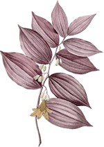 Ornament Daun